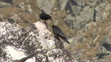 Video of Yellow-billed Chough - Yellow-billed Chough fly in the sky in Bulgarian mountains